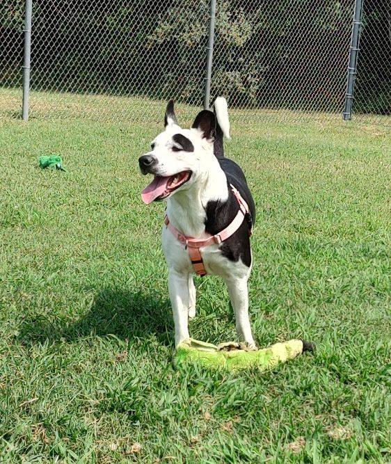 Poe, a Adoptable mixed breed in Cape May Court House, NJ image 3/6