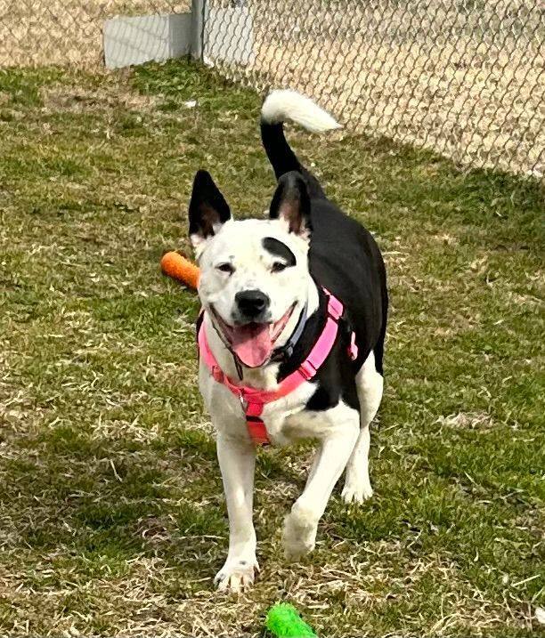 Poe, a Adoptable mixed breed in Cape May Court House, NJ image 4/6