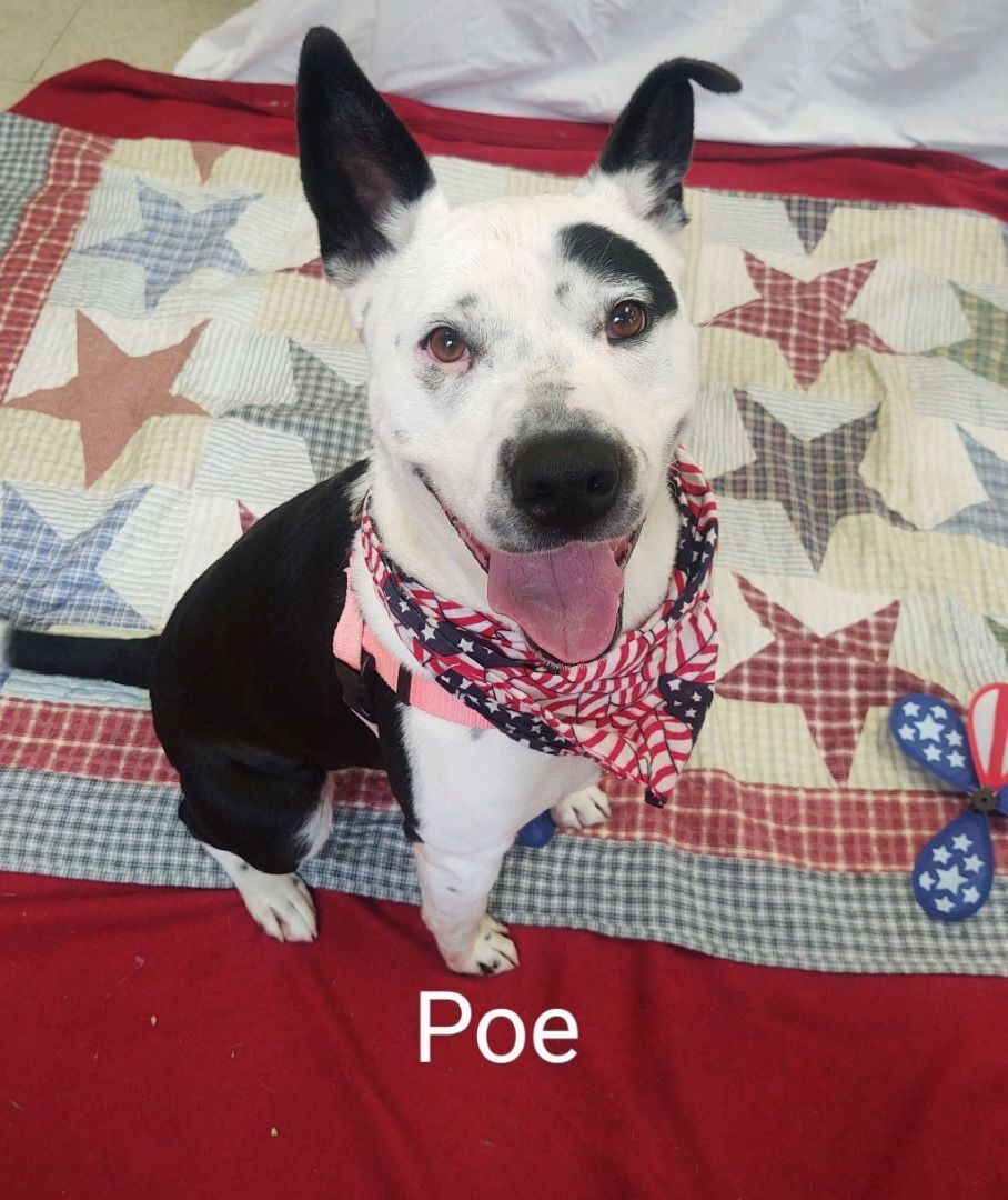 Poe, a Adoptable mixed breed in Cape May Court House, NJ image 5/6