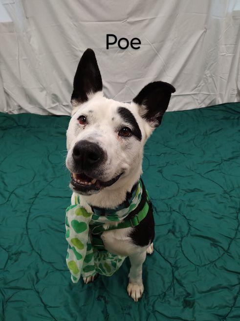 Poe, a Adoptable mixed breed in Cape May Court House, NJ image 2/6