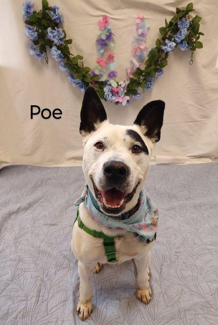 Poe, a Adoptable mixed breed in Cape May Court House, NJ image 1/6