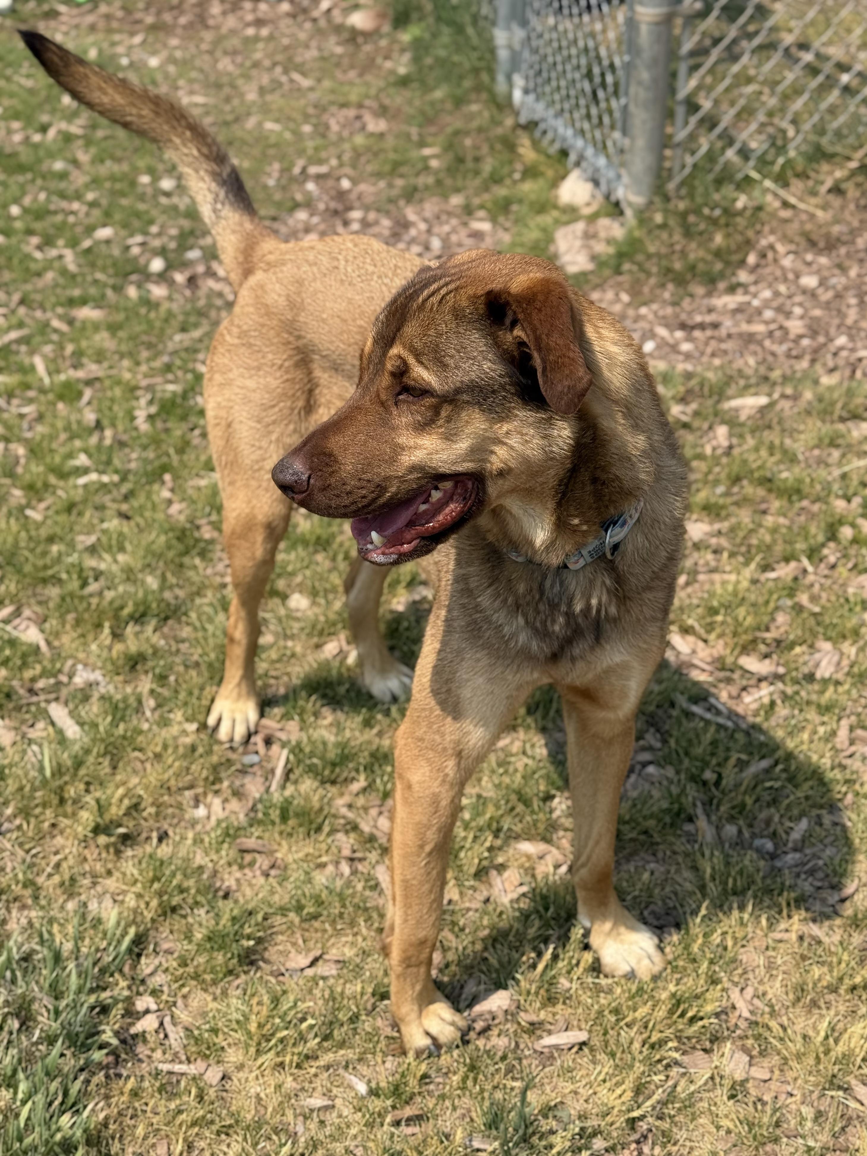 Haze, an adoptable mixed breed in Eagle, CO image 5/6