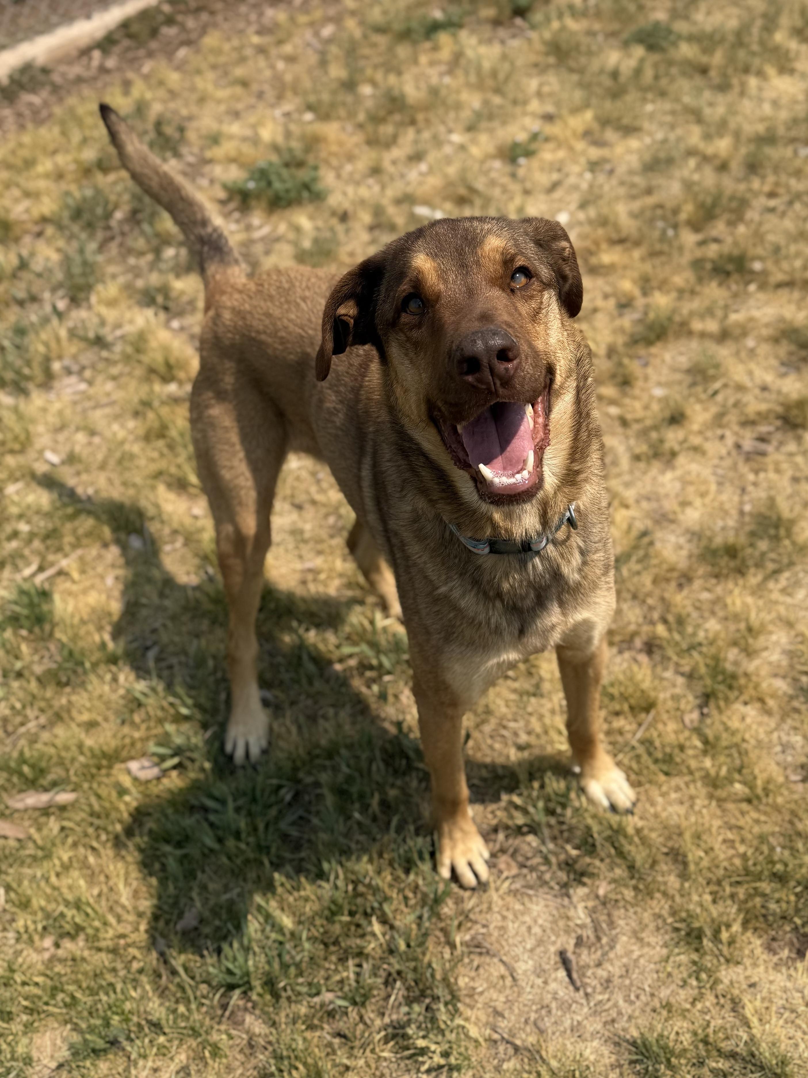 Haze, an adoptable mixed breed in Eagle, CO image 3/6
