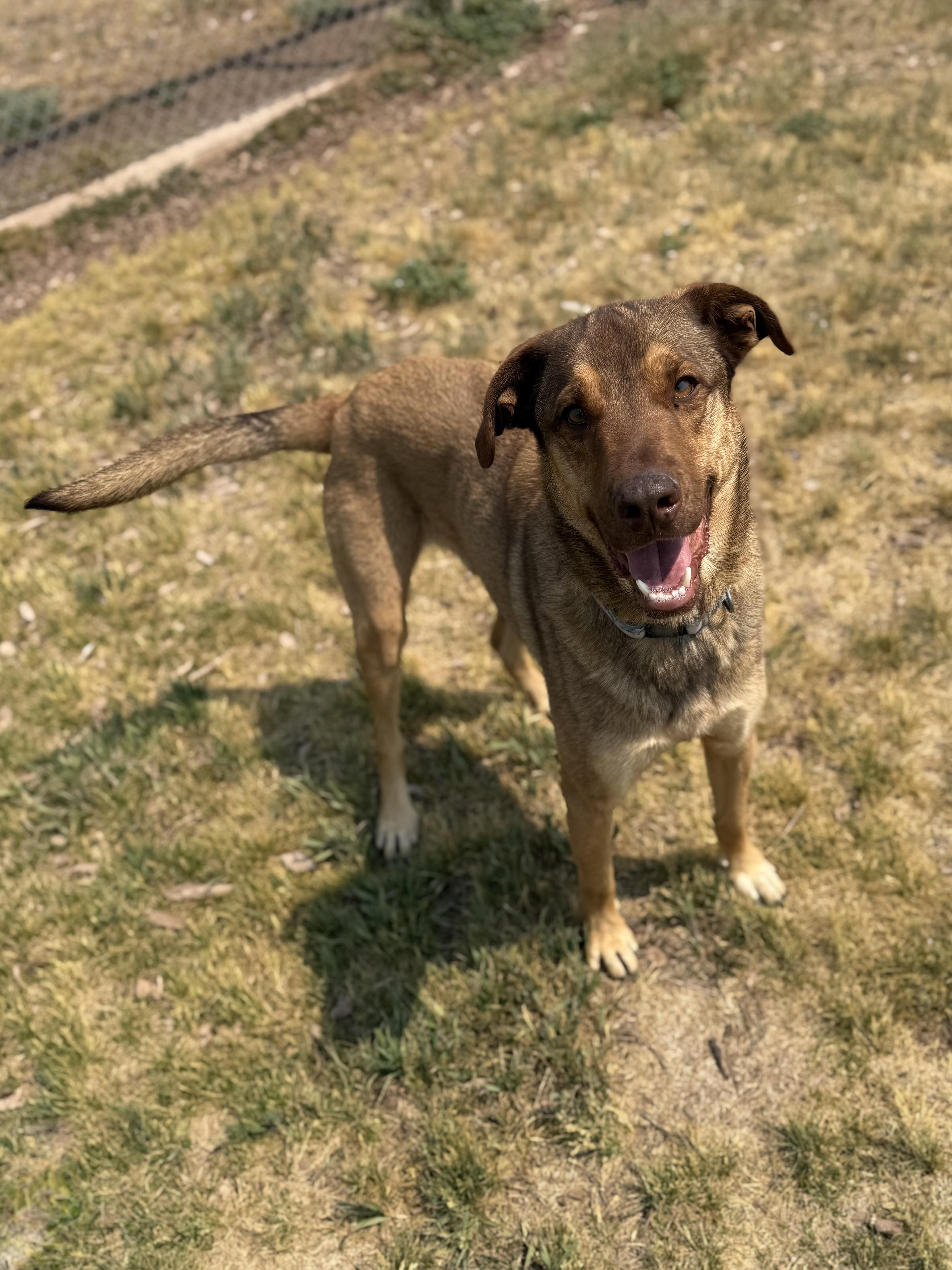 Haze, an adoptable mixed breed in Eagle, CO image 2/6