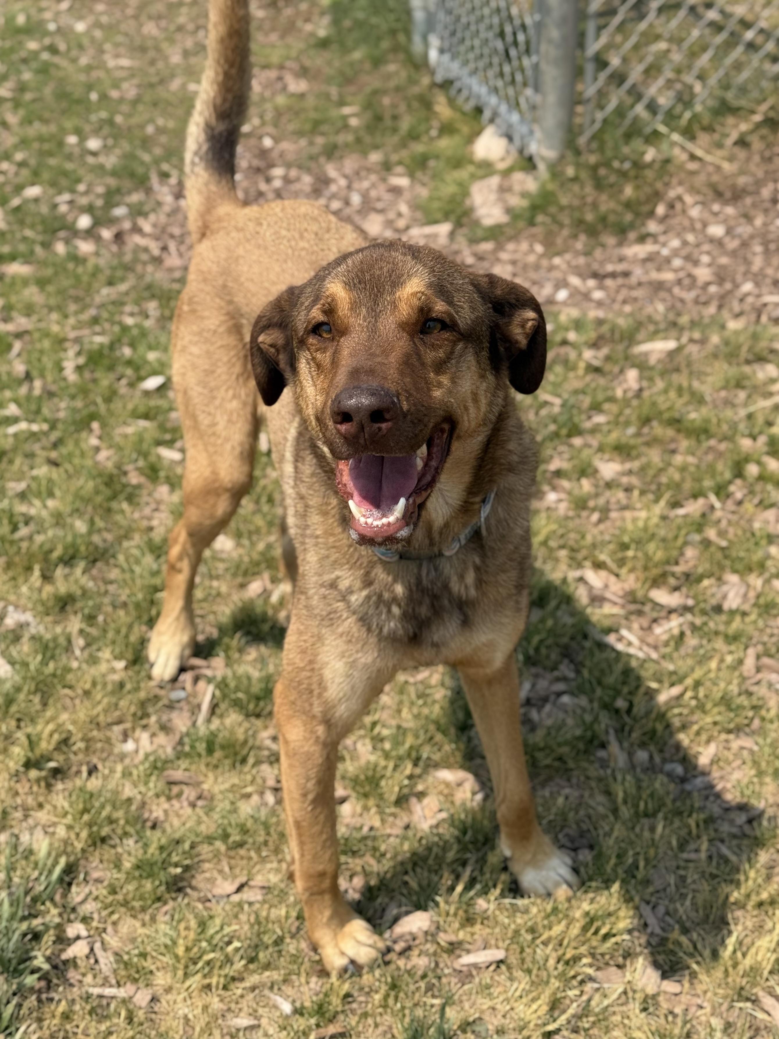 Haze, an adoptable mixed breed in Eagle, CO image 4/6