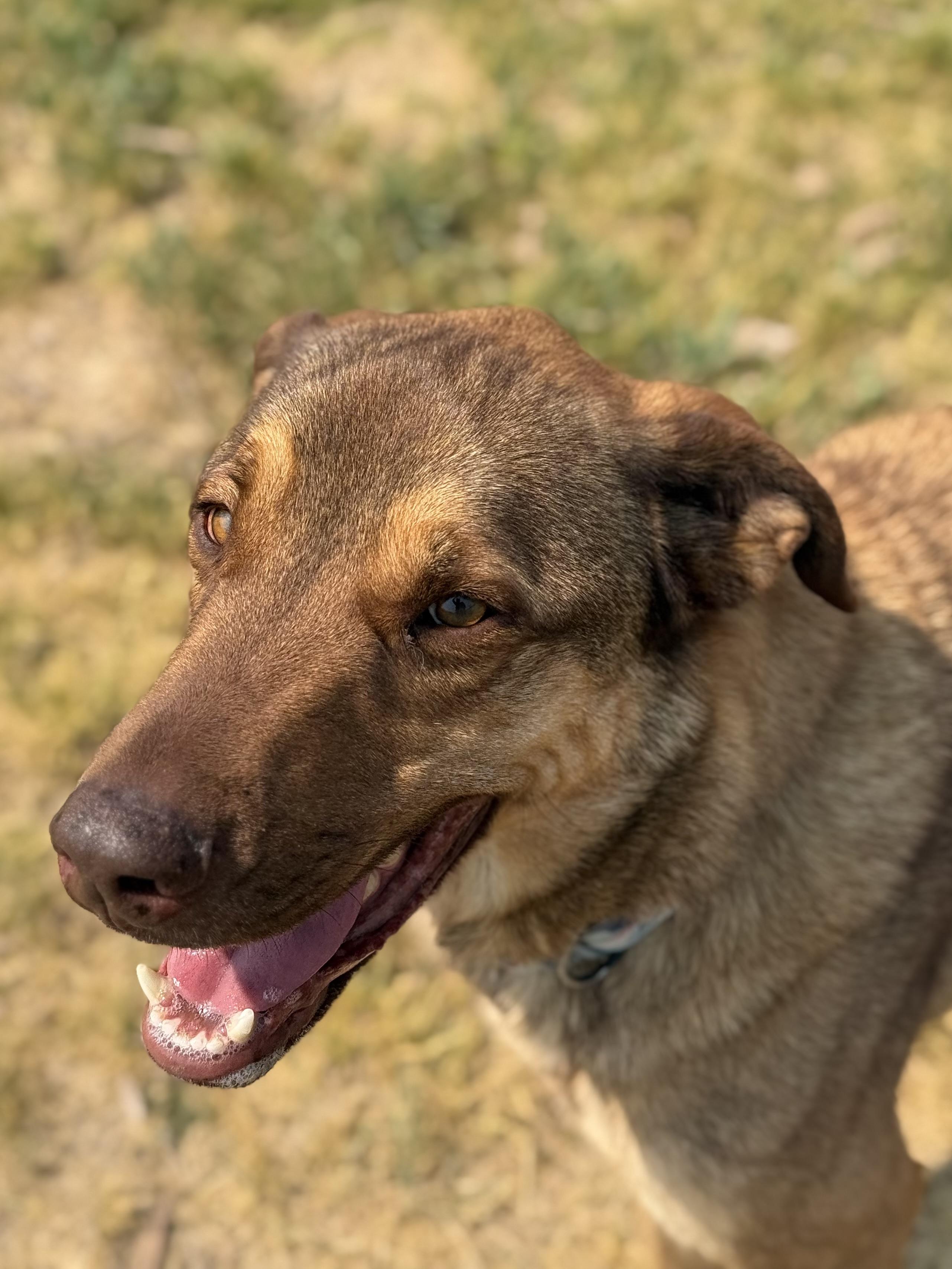 Haze, an adoptable mixed breed in Eagle, CO image 1/6