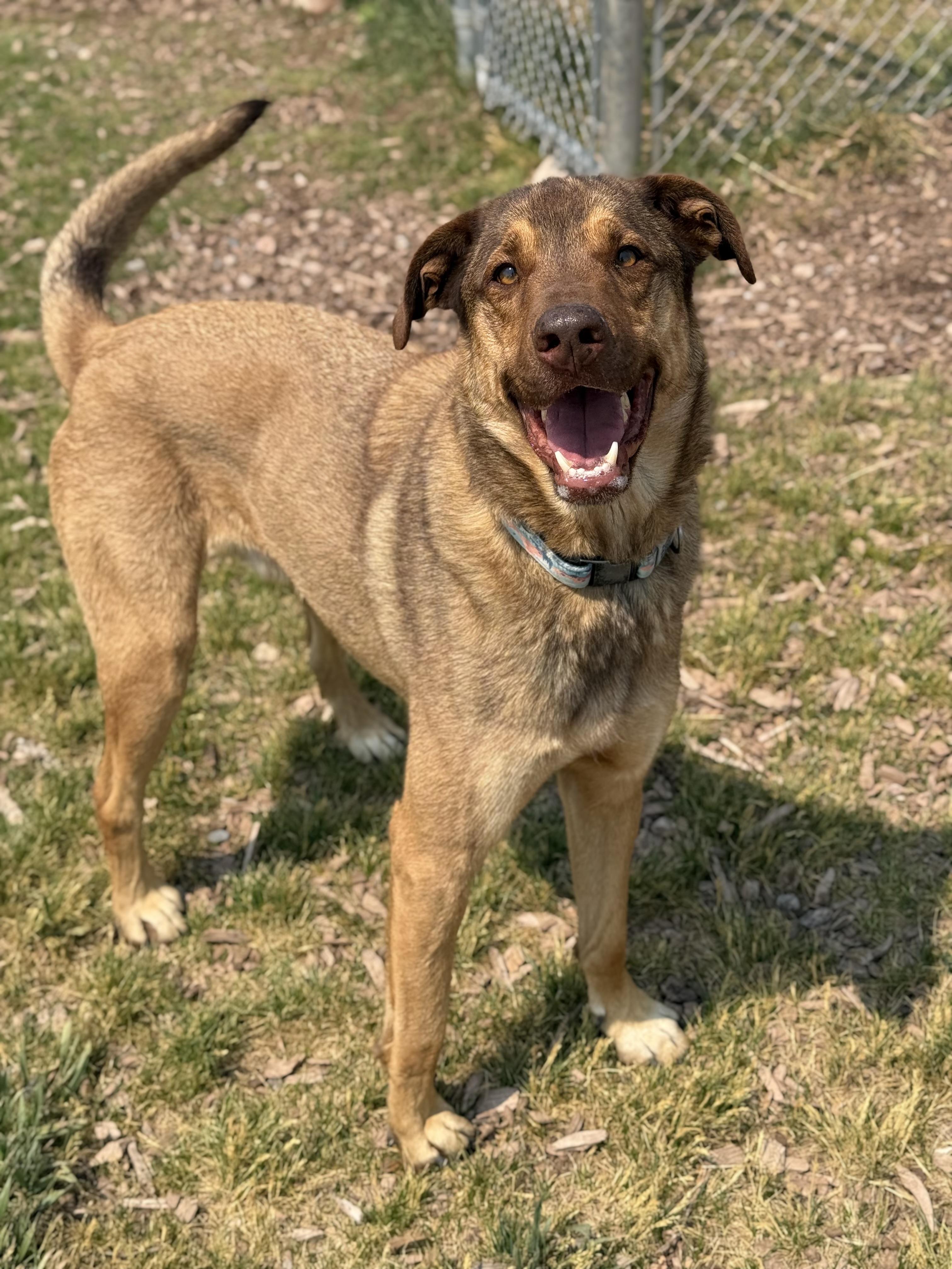 Haze, an adoptable mixed breed in Eagle, CO image 6/6