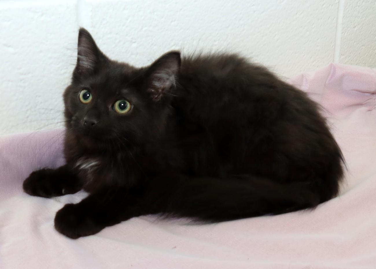 Enlarge Ebony, a Adopted Domestic Long Hair in Euclid, OH image 6/6