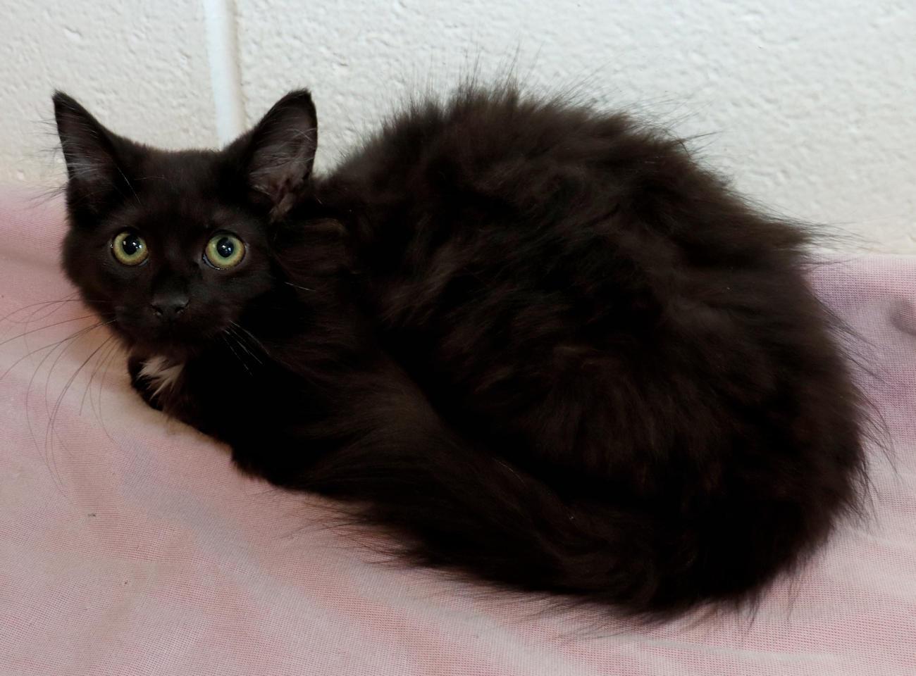 Enlarge Ebony, a Adopted Domestic Long Hair in Euclid, OH image 3/6