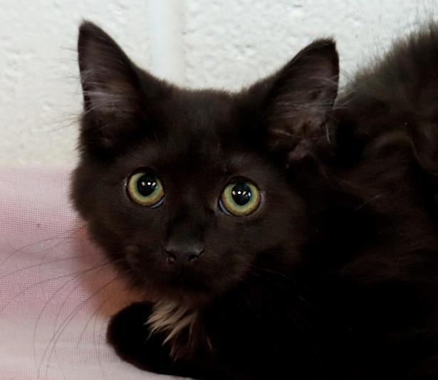 Enlarge Ebony, a Adopted Domestic Long Hair in Euclid, OH image 1/6
