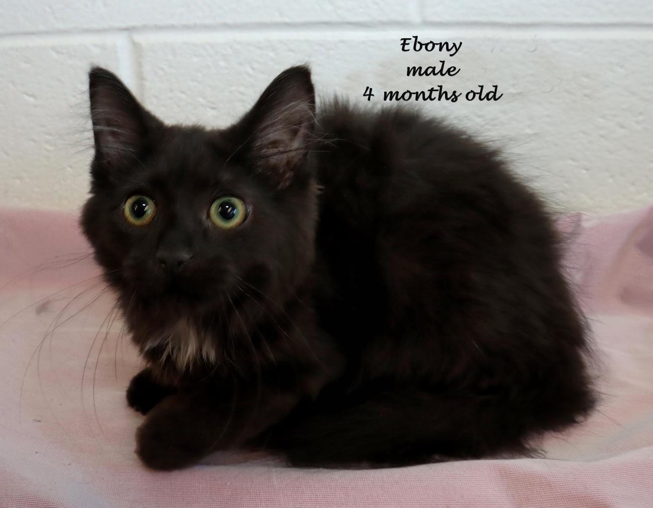 Enlarge Ebony, a Adopted Domestic Long Hair in Euclid, OH image 2/6