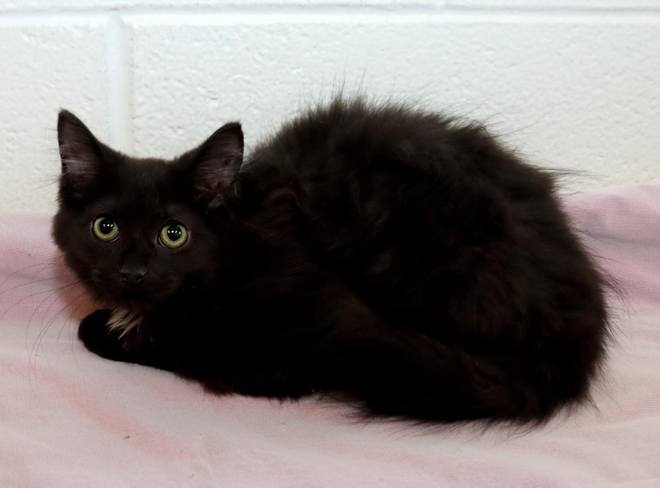 Enlarge Ebony, a Adopted Domestic Long Hair in Euclid, OH image 5/6