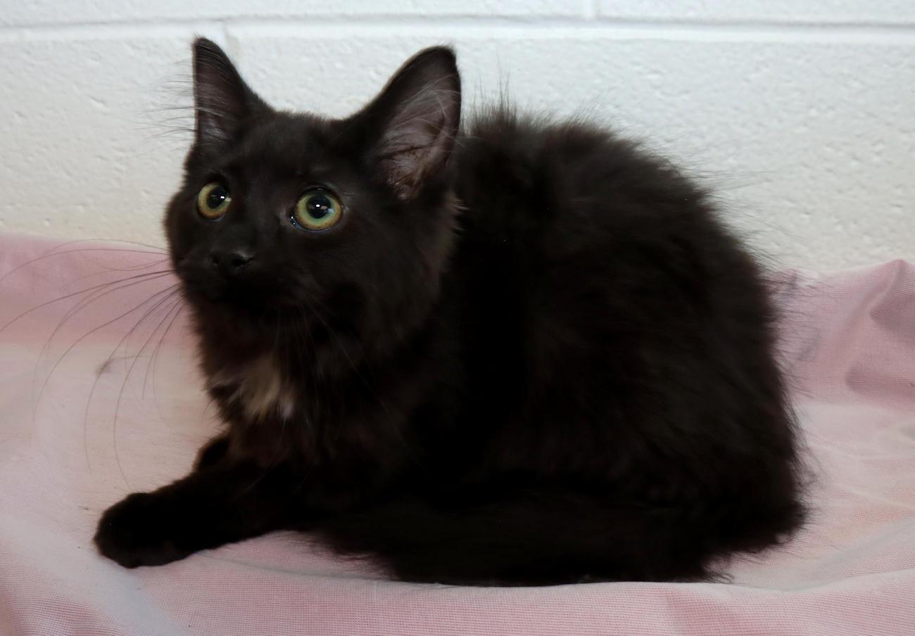 Enlarge Ebony, a Adopted Domestic Long Hair in Euclid, OH image 4/6