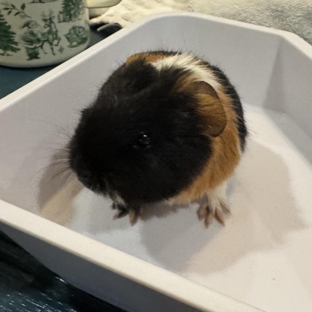 Bam Bam, Adopted, Young Male Guinea Pig.