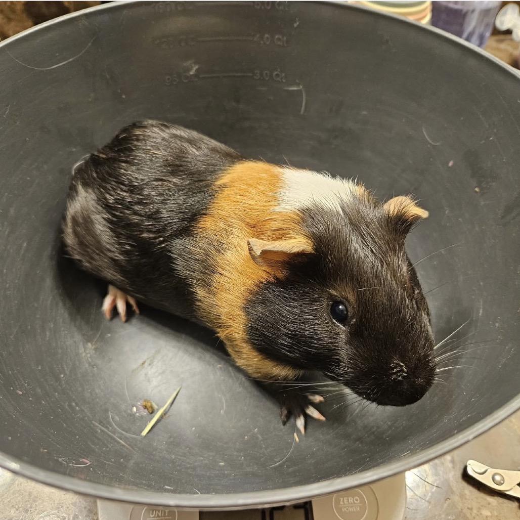 Enlarge Bam Bam, a Adopted Guinea Pig in Walnut Grove, CA image 2/2