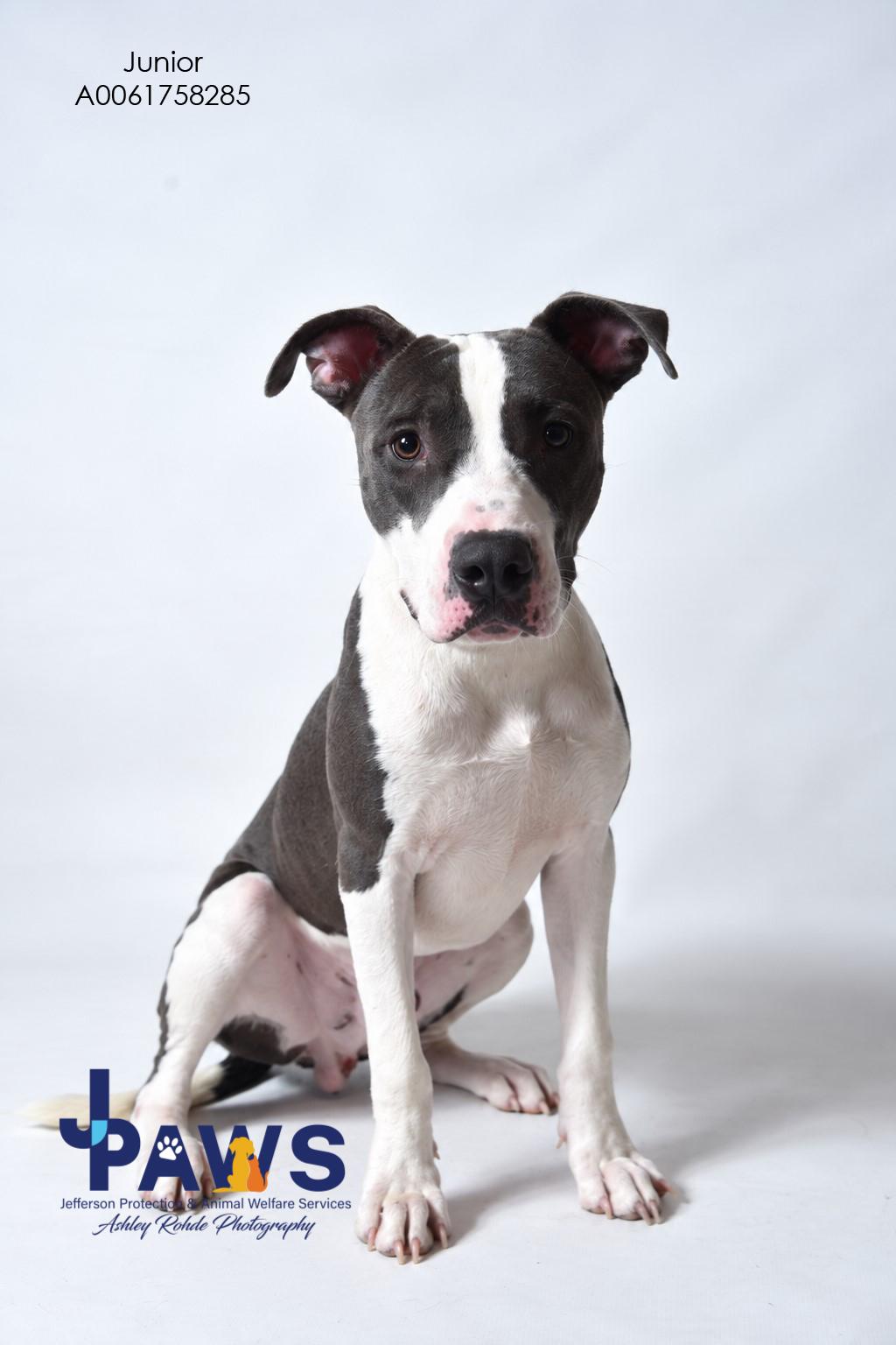 Enlarge Junior, a Adoptable Pit Bull Terrier in Harvey , LA image 1/1