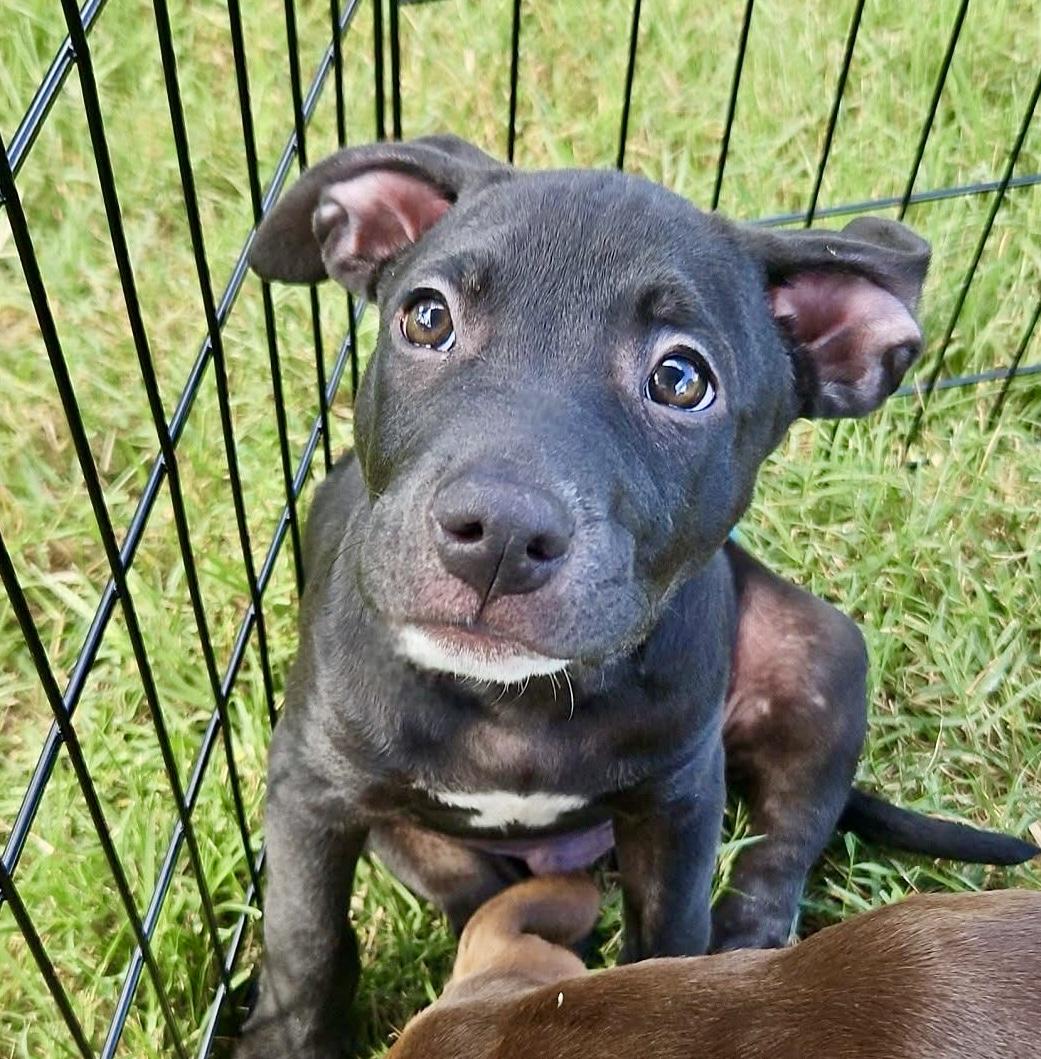 Oakley