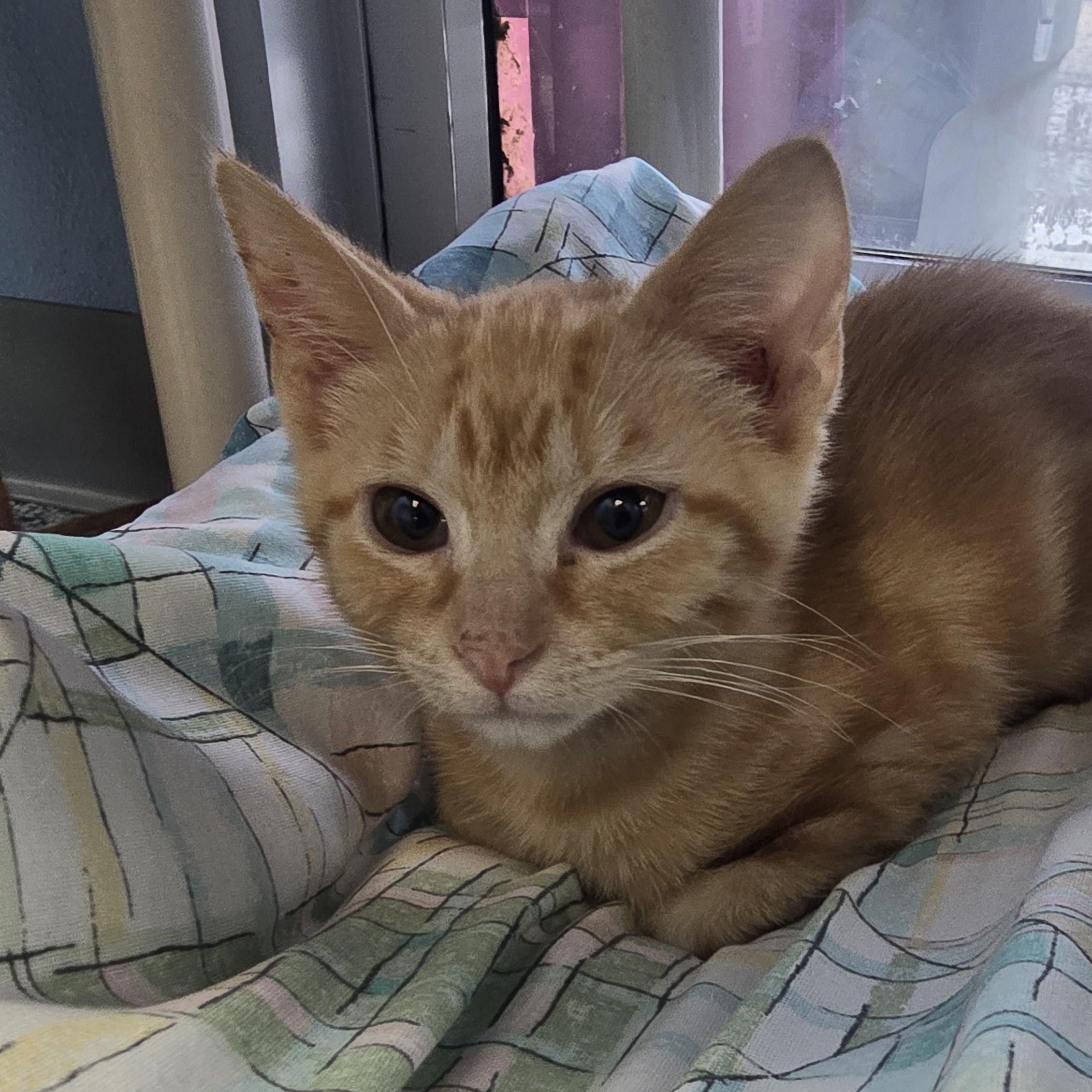 Ducky, adopted, Kitten Male Domestic Short Hair.