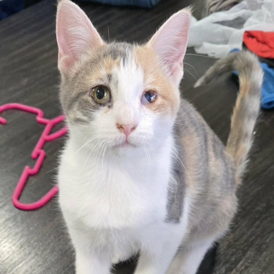 Enlarge Cali, a Adoptable Domestic Short Hair in LYLE, MN image 2/2