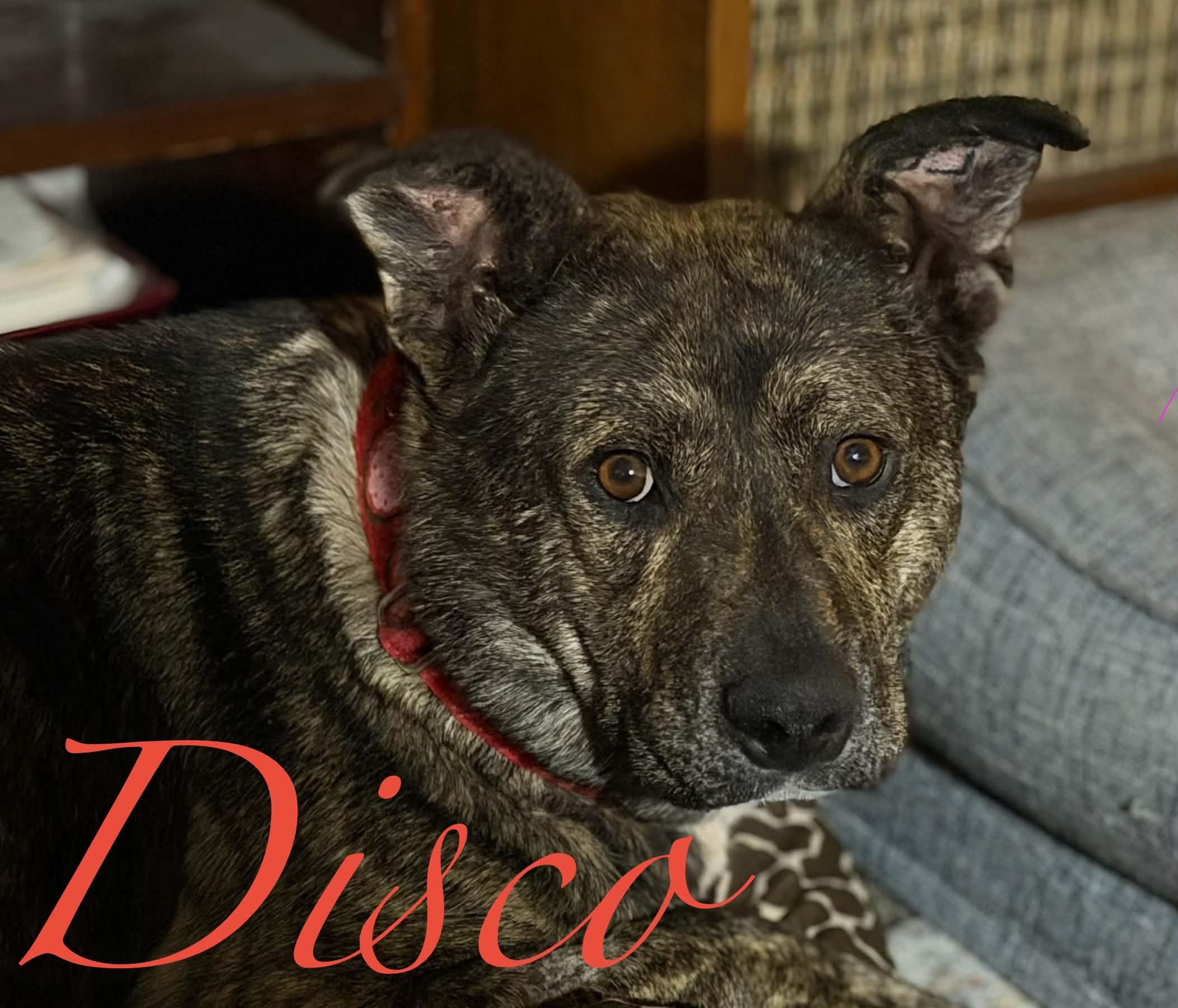 Disco, adopted, Adult Female Mixed Breed.
