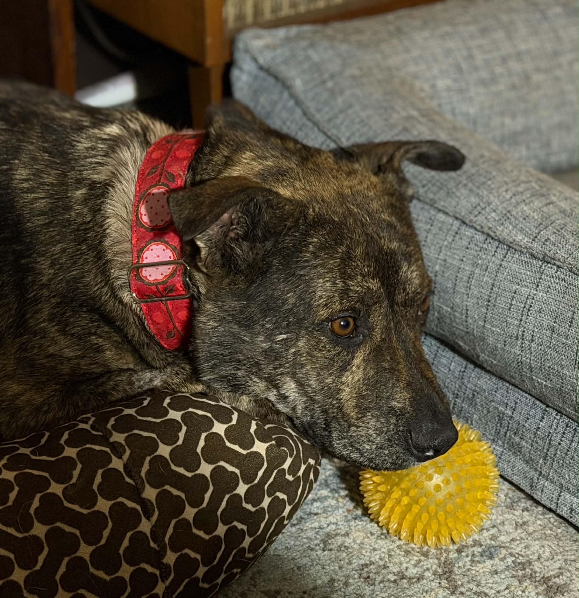 Enlarge Disco, a ADOPTABLE mixed breed in Saskatoon, SK image 1/3