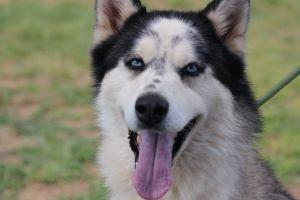 Enlarge BALVIN, a Adoptable Siberian Husky in Pearce, AZ image 1/6