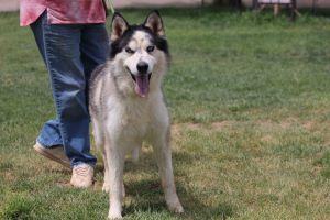 Enlarge BALVIN, a Adoptable Siberian Husky in Pearce, AZ image 2/6