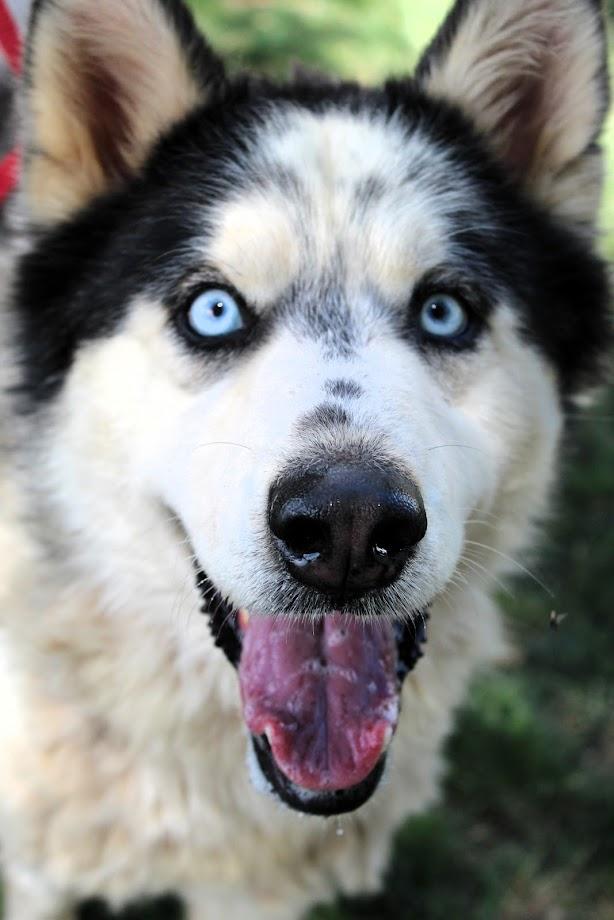 Enlarge BALVIN, a Adoptable Siberian Husky in Pearce, AZ image 3/6