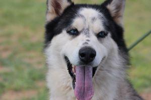 Enlarge BALVIN, a Adoptable Siberian Husky in Pearce, AZ image 6/6