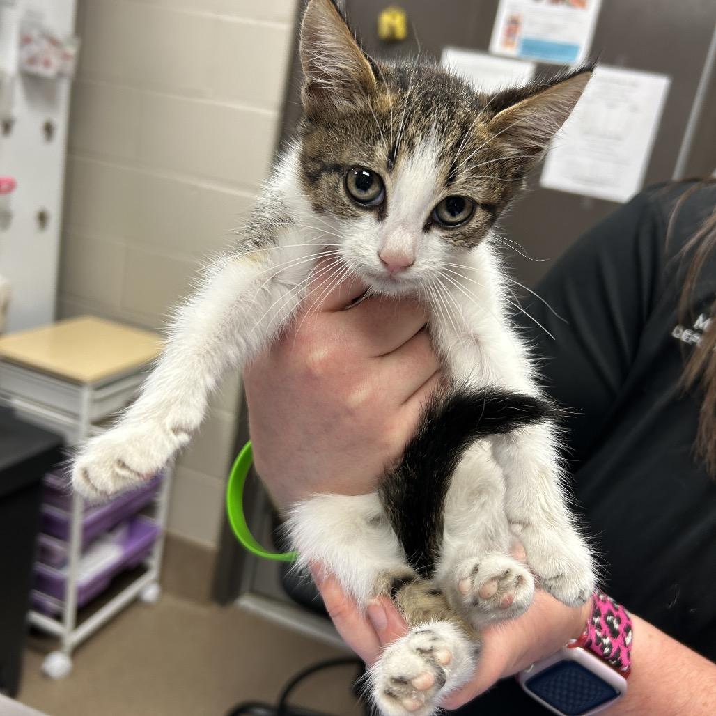 Wonton, Adoptable, Young Female Domestic Short Hair.