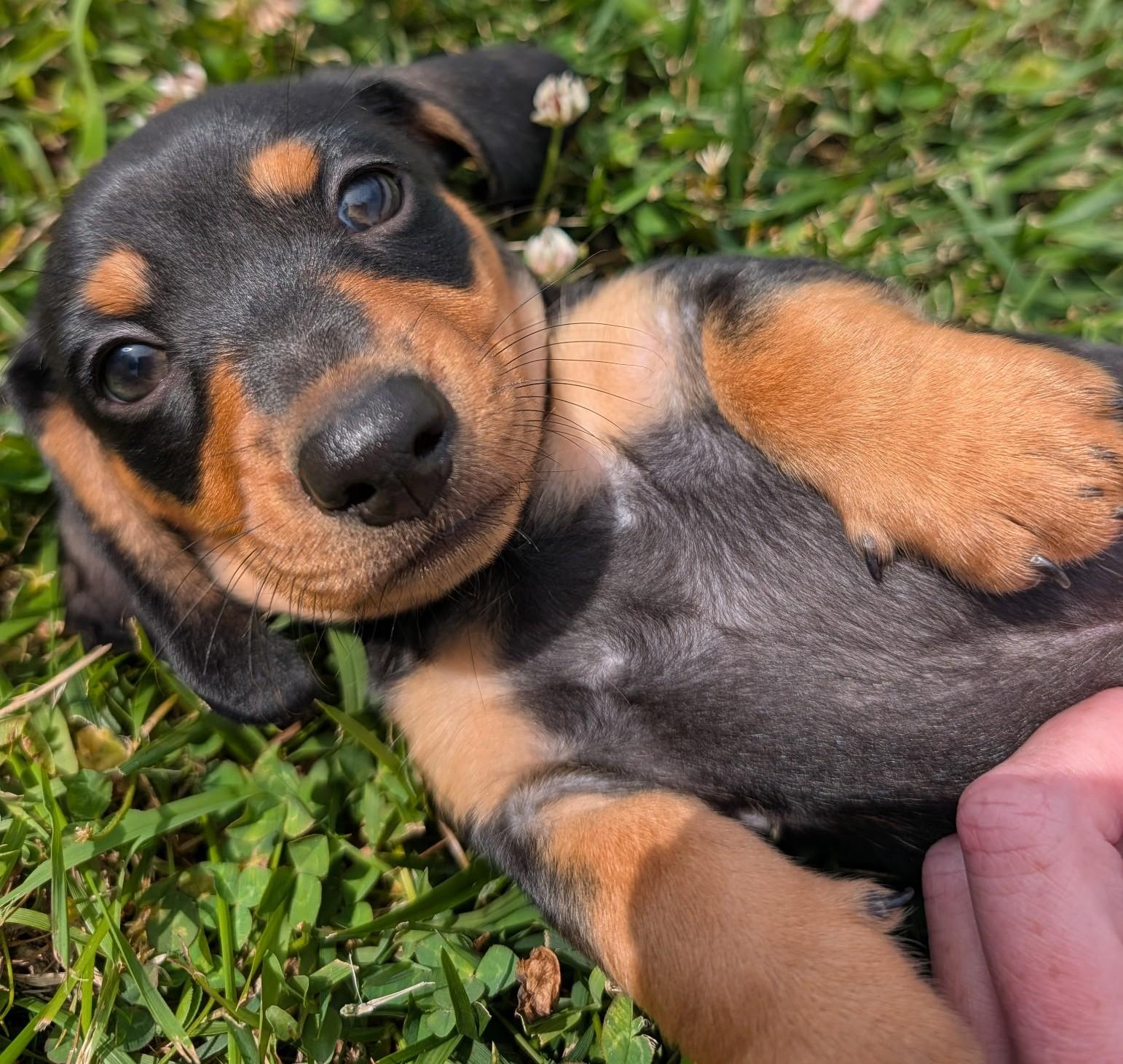 Brucie in TN, an adopted Dachshund in Shelbyville, TN image 2/3