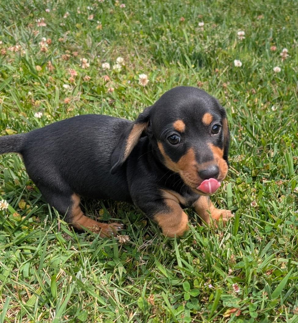 Brucie in TN, adopted, Puppy Male Dachshund.
