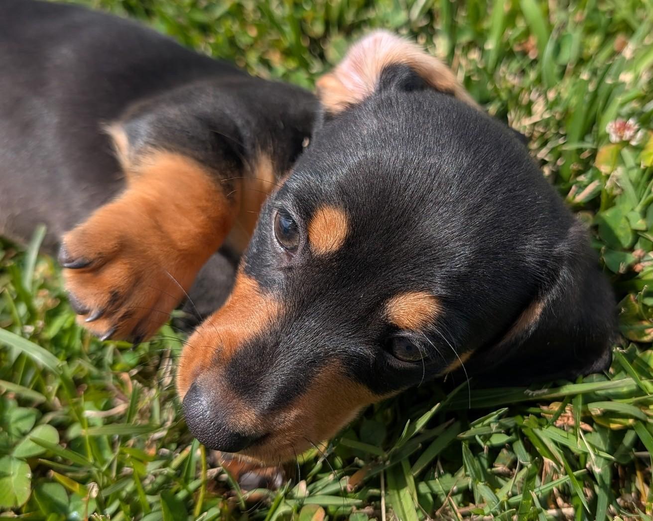 Brucie in TN, an adopted Dachshund in Shelbyville, TN image 3/3