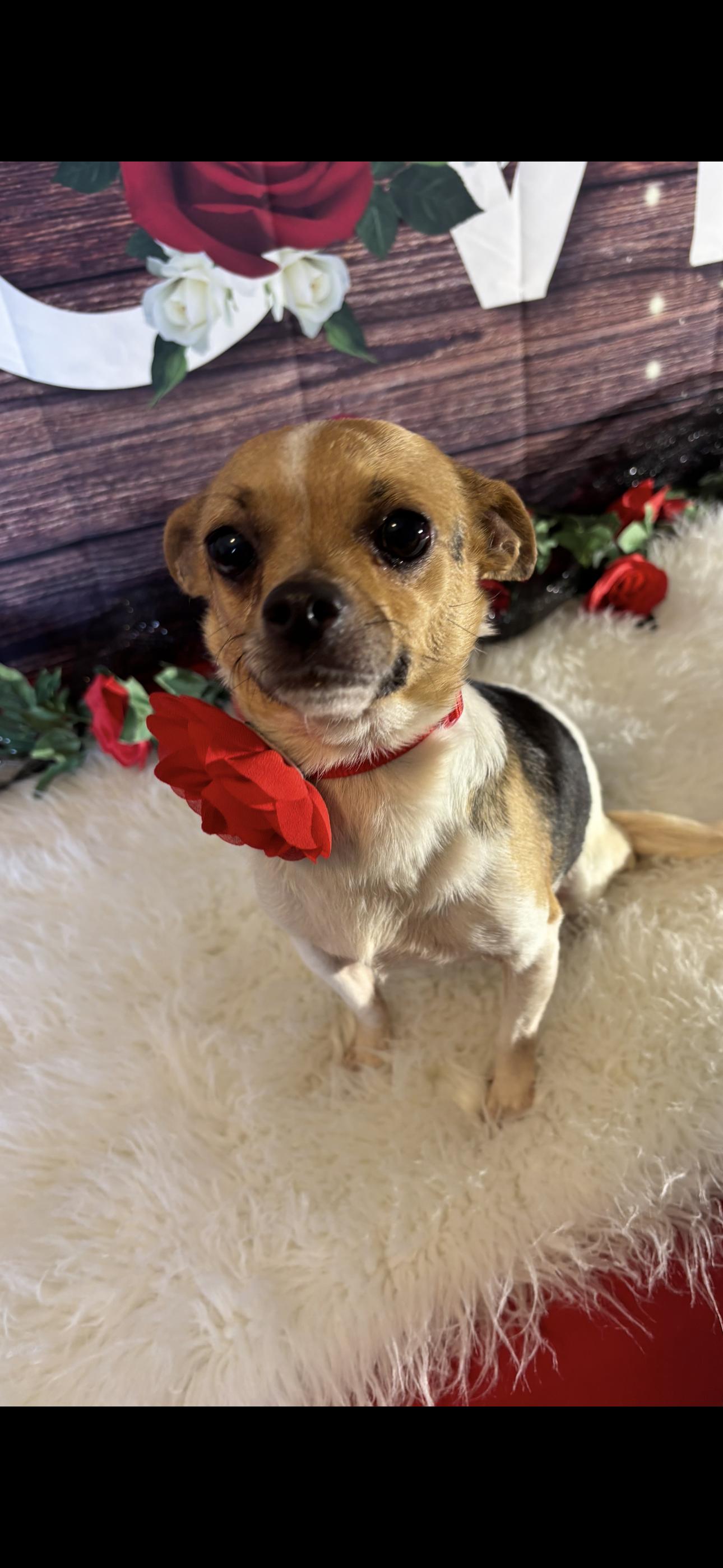 Enlarge Chloe  , a ADOPTABLE Chihuahua in Cottonwood, CA image 3/6