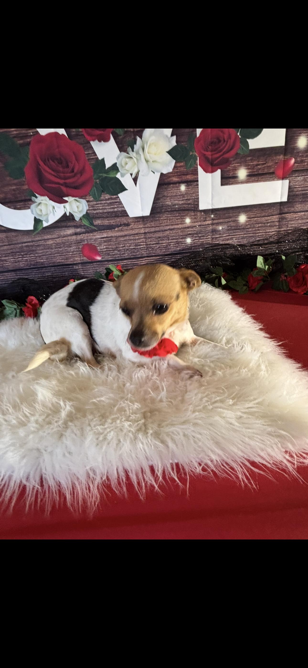 Enlarge Chloe  , a ADOPTABLE Chihuahua in Cottonwood, CA image 5/6