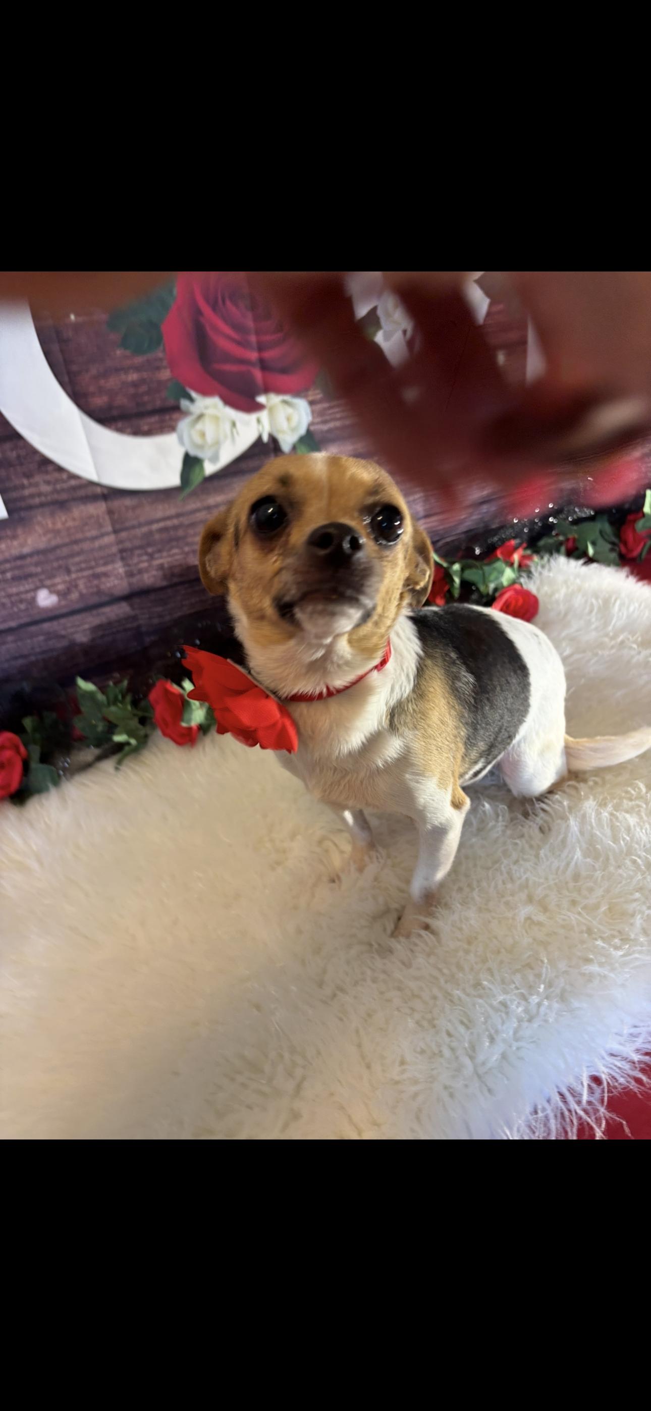Enlarge Chloe  , a ADOPTABLE Chihuahua in Cottonwood, CA image 2/6
