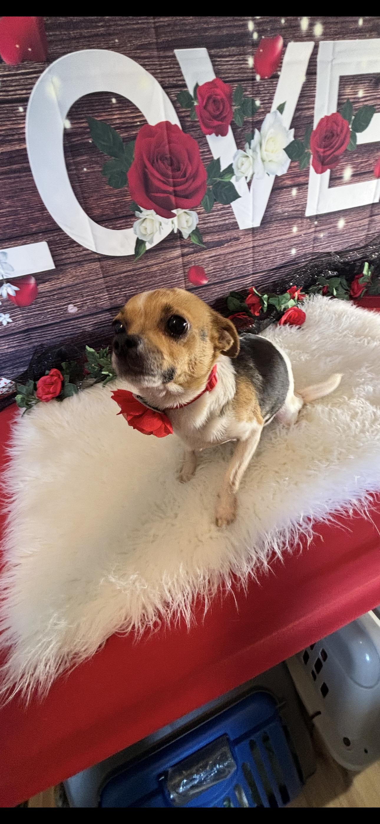 Chloe  , ADOPTABLE, Adult Female Chihuahua.