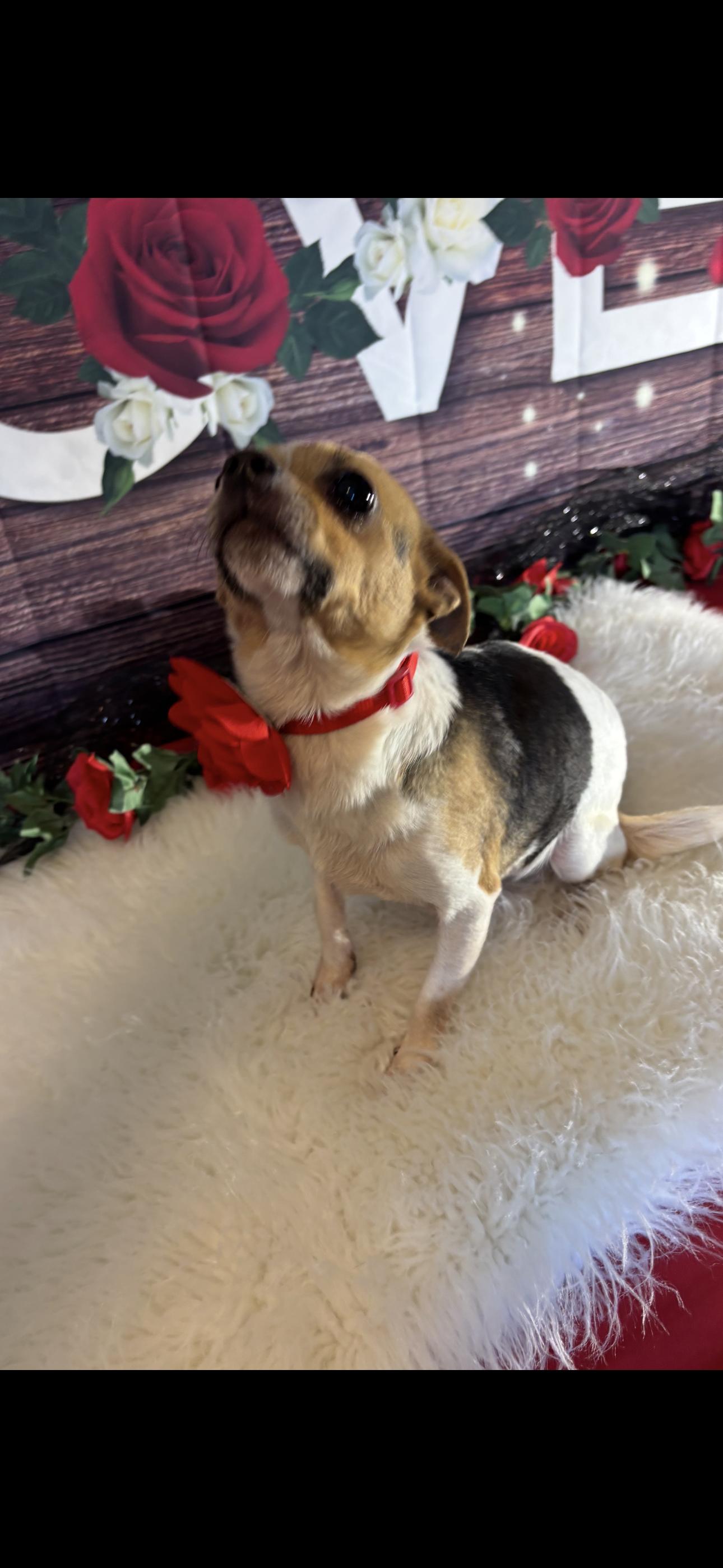 Enlarge Chloe  , a ADOPTABLE Chihuahua in Cottonwood, CA image 6/6