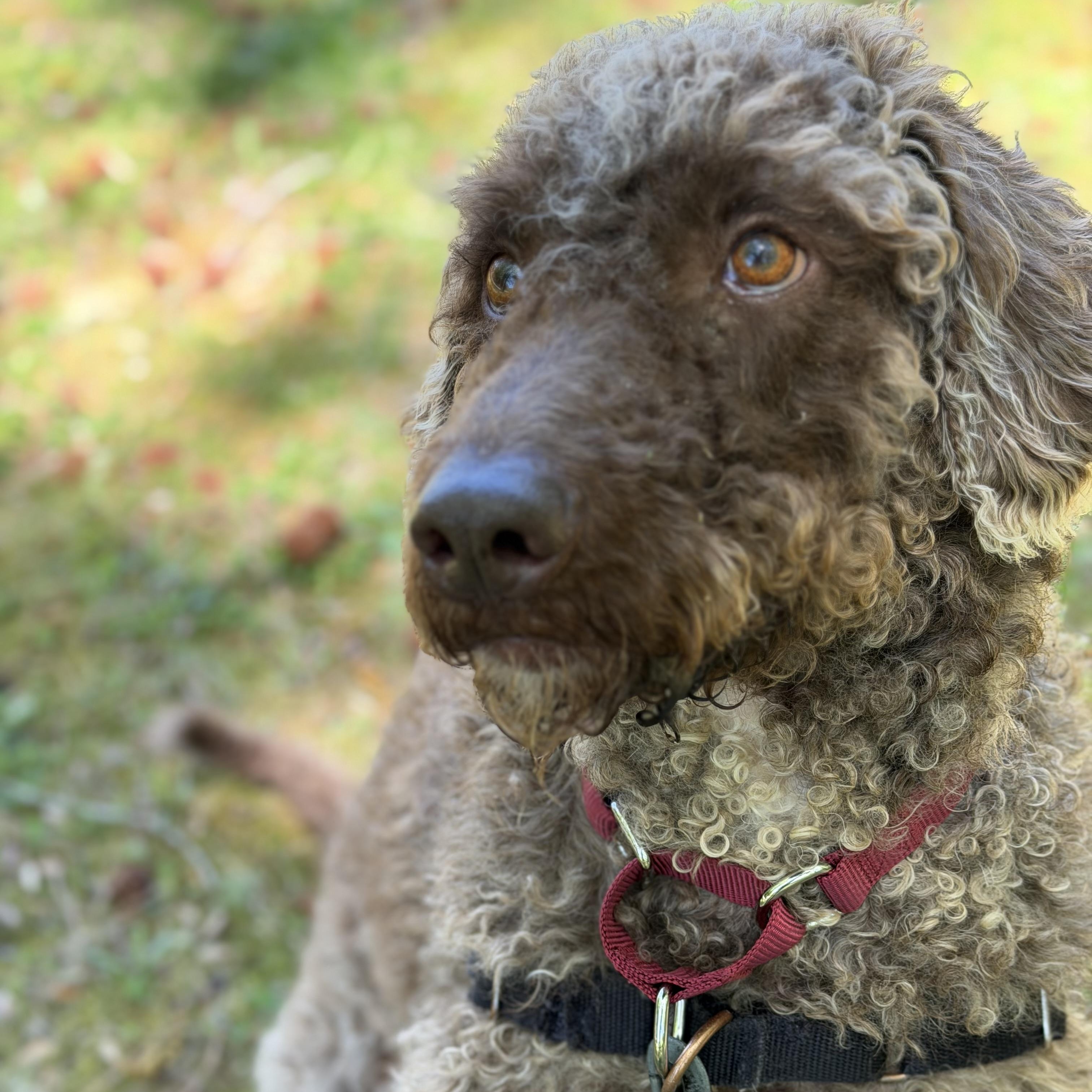 Enlarge Kaine, a ADOPTABLE mixed breed in Ocean View, NJ image 3/4