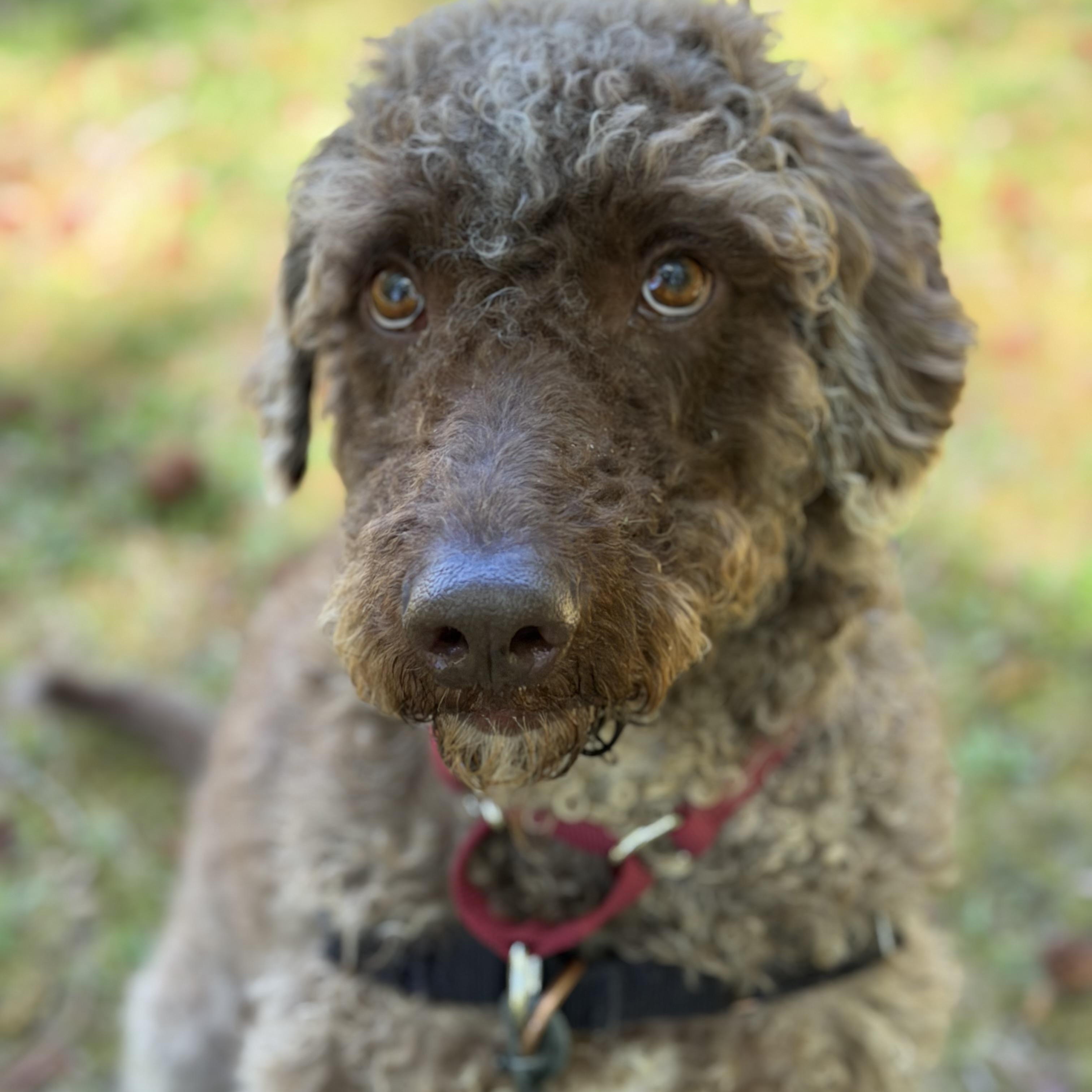 Enlarge Kaine, a ADOPTABLE mixed breed in Ocean View, NJ image 2/4