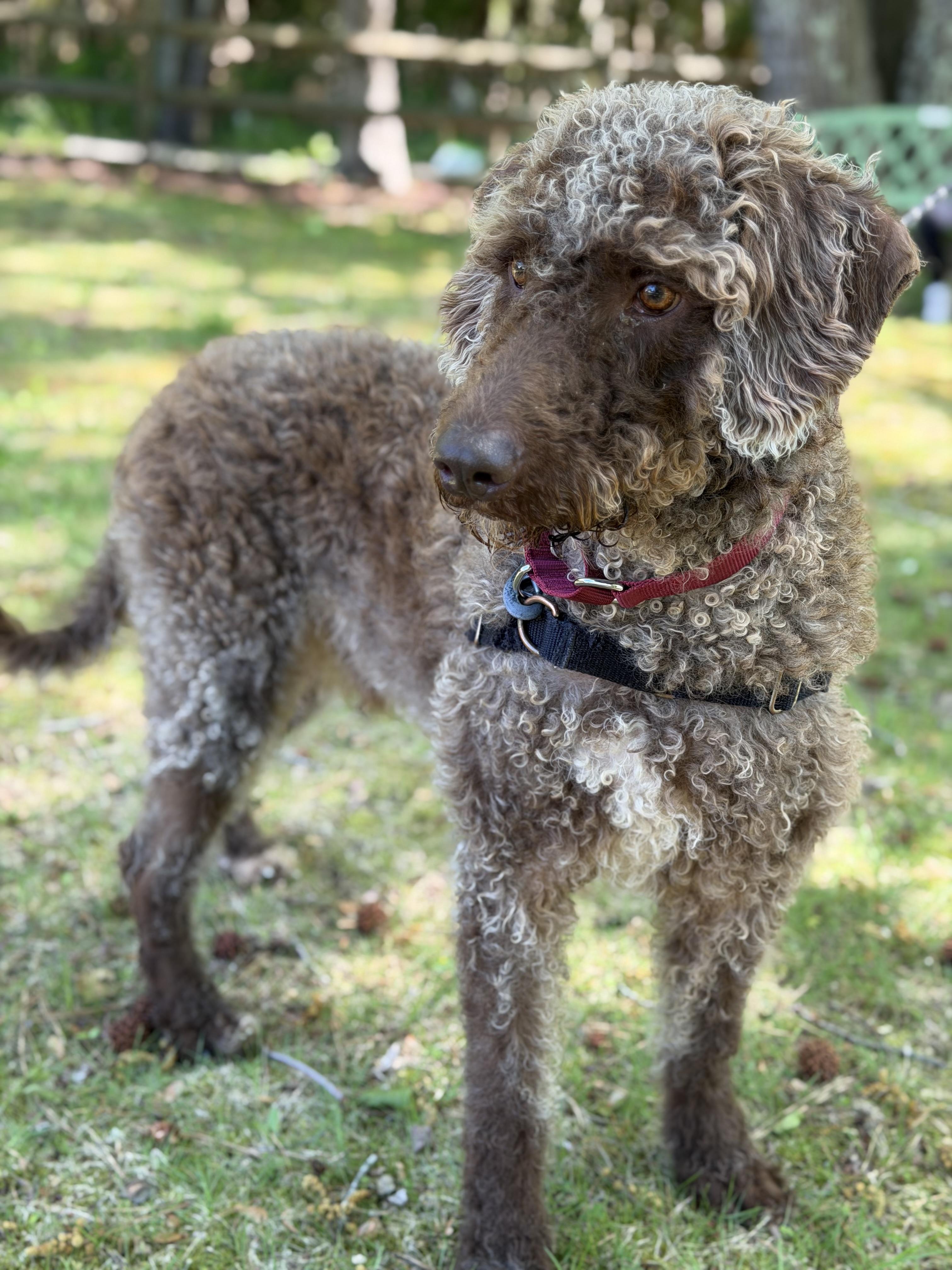 Enlarge Kaine, a ADOPTABLE mixed breed in Ocean View, NJ image 4/4