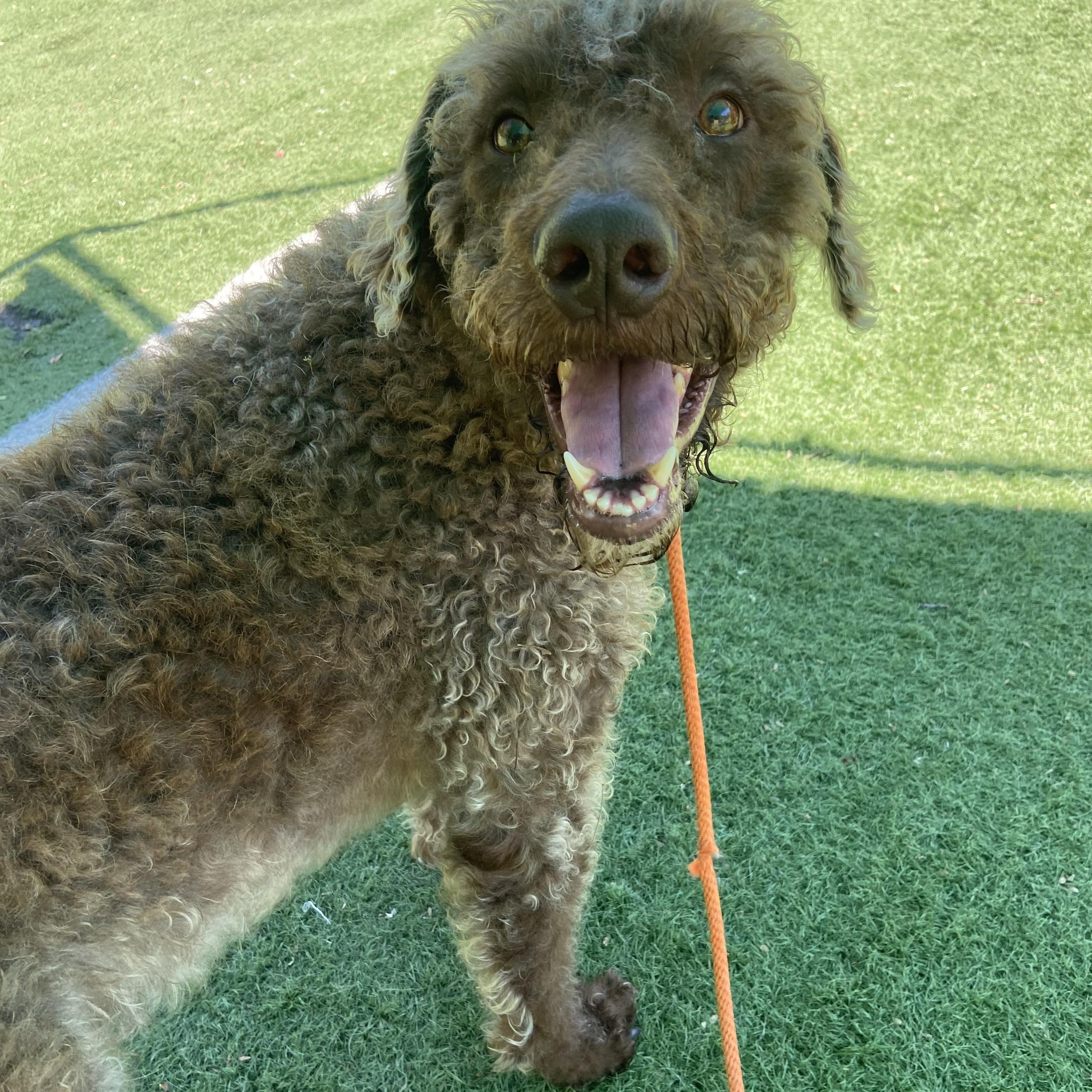 Enlarge Kaine, a ADOPTABLE mixed breed in Ocean View, NJ image 1/4