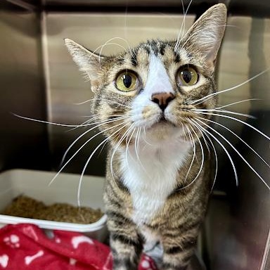 Ocala, ADOPTABLE, Young Female American Shorthair.