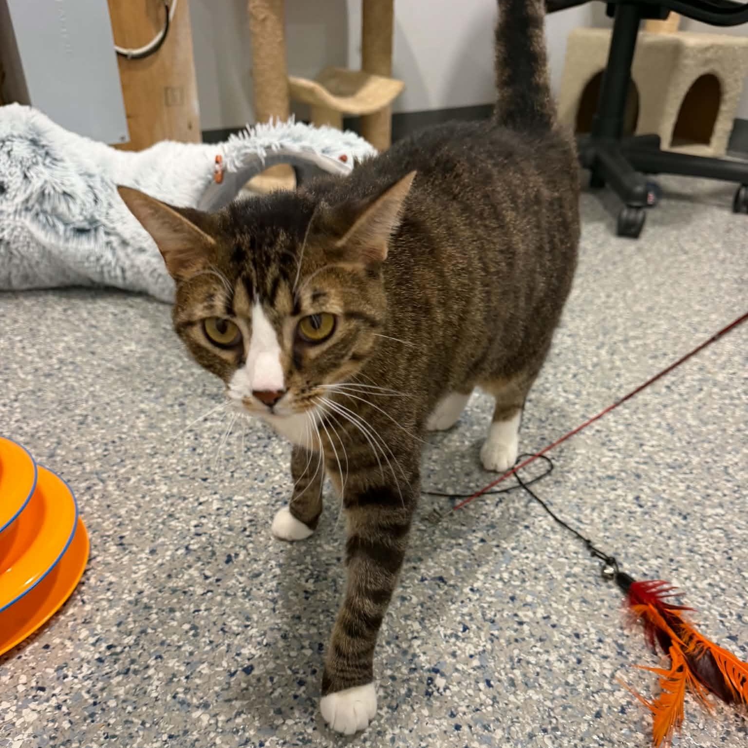 Ocala, a ADOPTABLE American Shorthair in Danbury, CT image 4/4