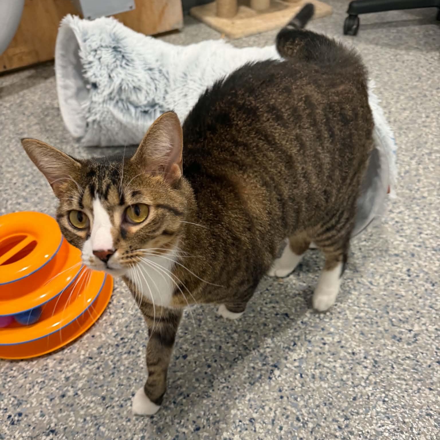 Ocala, a ADOPTABLE American Shorthair in Danbury, CT image 3/4