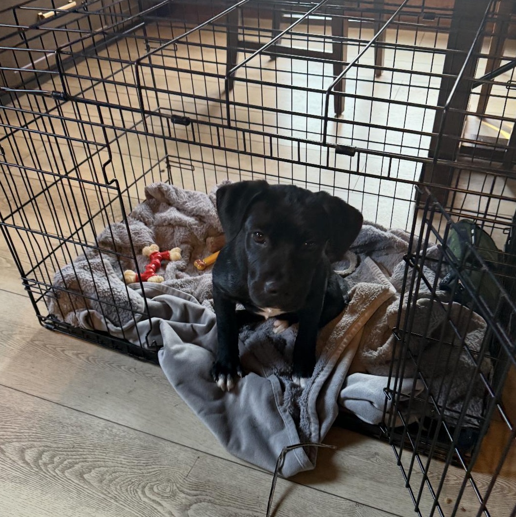 Star, ADOPTABLE, Puppy Female Boxer & Black Labrador Retriever.