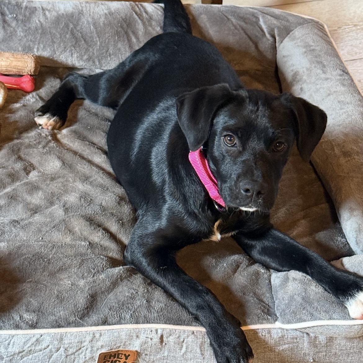 Star, a ADOPTABLE mixed breed in South Plainfield, NJ image 2/6