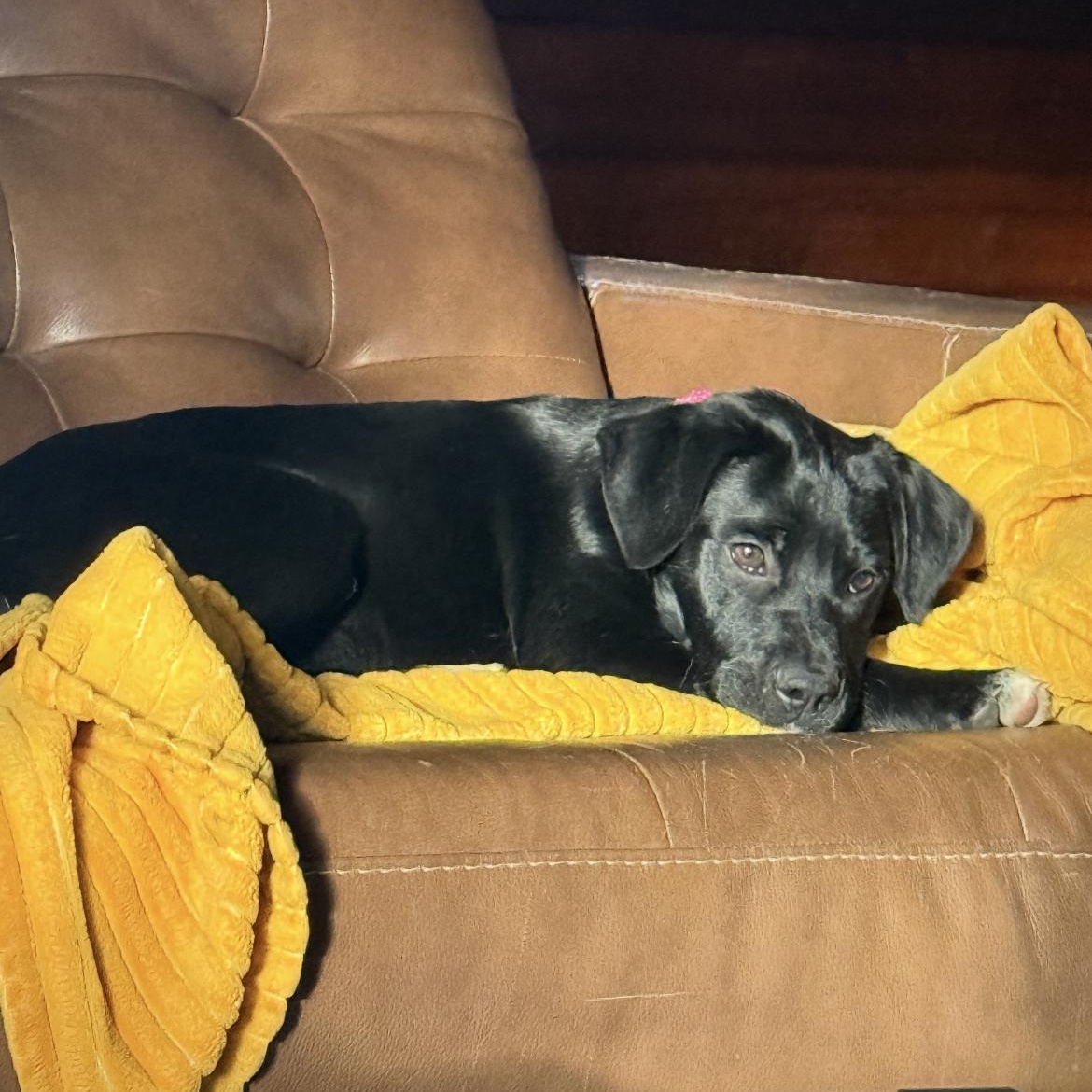 Star, a ADOPTABLE mixed breed in South Plainfield, NJ image 3/6