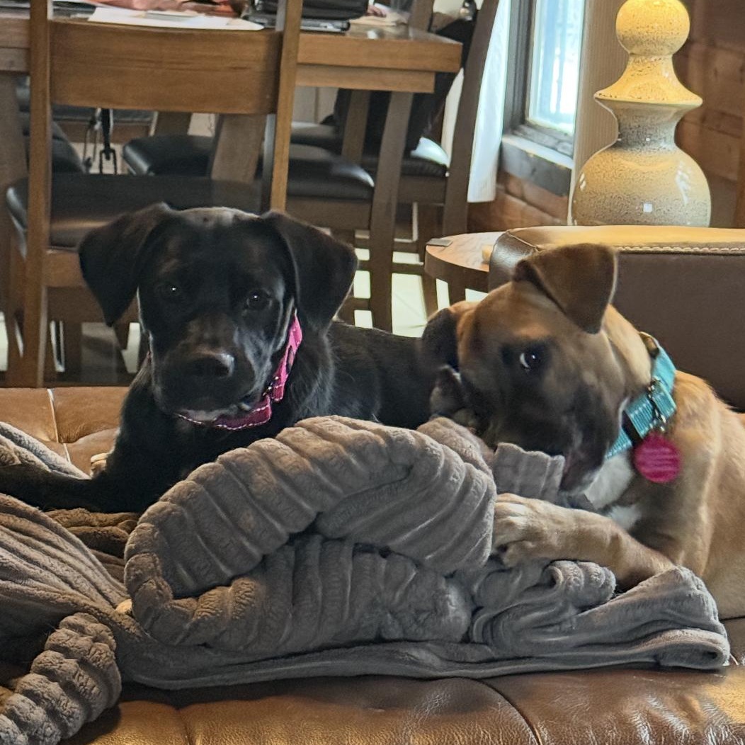 Star, a ADOPTABLE mixed breed in South Plainfield, NJ image 4/6