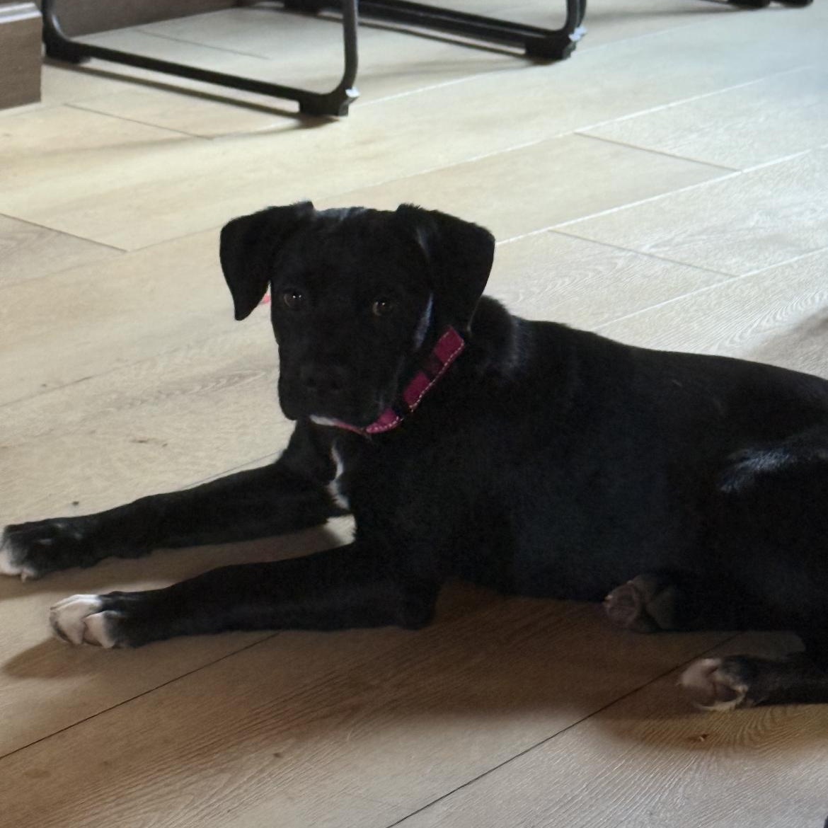 Star, a ADOPTABLE mixed breed in South Plainfield, NJ image 5/6